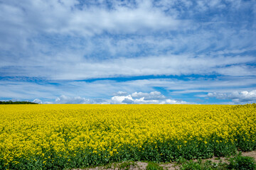 Fototapeta premium 安平町の菜の花畑（北海道勇払郡安平町）