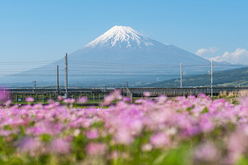 Cosmos flower field with Mount Fuji in spring, Shizuoka Prefecture, Japan