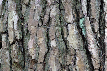 magnified tree bark texture