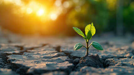 Young seedling plant sprouting from cracked earth, symbolizing hope, growth, resilience and renewal. Earth Day banner, environmental awareness campaigns, promotions, flyers, advertisement background - obrazy, fototapety, plakaty