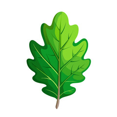 Oak leaf. Autumn vector object isolated on white