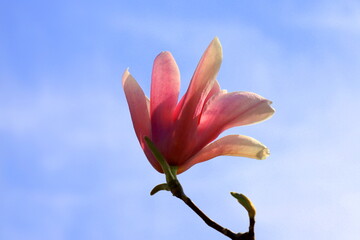 Beautiful magnolia tree blossoms in springtime. Jentle Chinese red magnolia flower, floral...