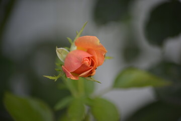Eine aufblühende Rose in ihrer Natur