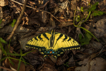 yellow butterfly close up with detailed wing design