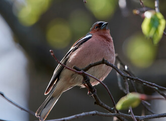A finch sits on a tree branch.