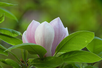beautiful magenta magnolia flower - 784006564