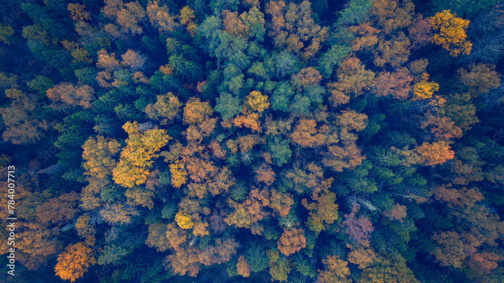 Aufkleber a forest with trees in various shades of green and yellow. the trees are spread out and appear to be