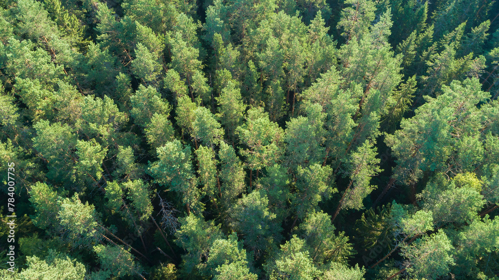 Poster a forest with many trees and a lot of green. the trees are tall and dense.