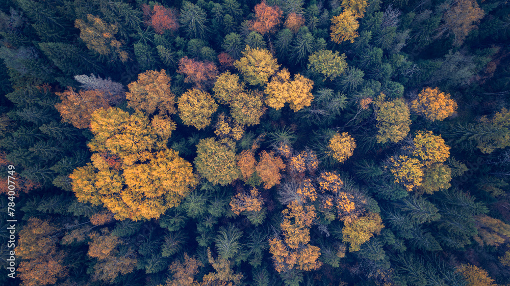 Aufkleber a forest with trees in various shades of green and yellow. the trees are spread out and appear to be