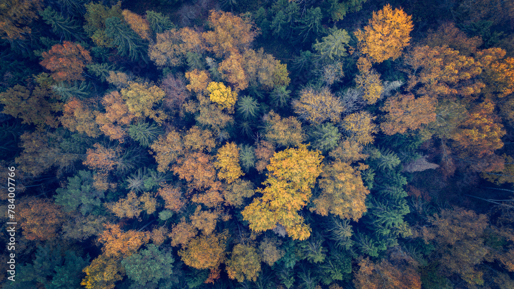 Poster A forest with trees in various shades of green and yellow. The trees are spread out and appear to be in a natural setting