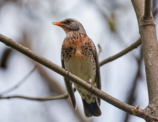 A mountain thrush sits on a tree branch.