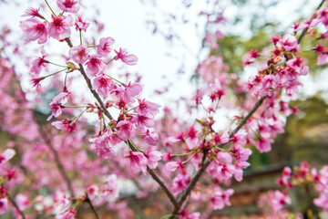 pink sakura blossom of cherry tree at Homangu Kamado shrine