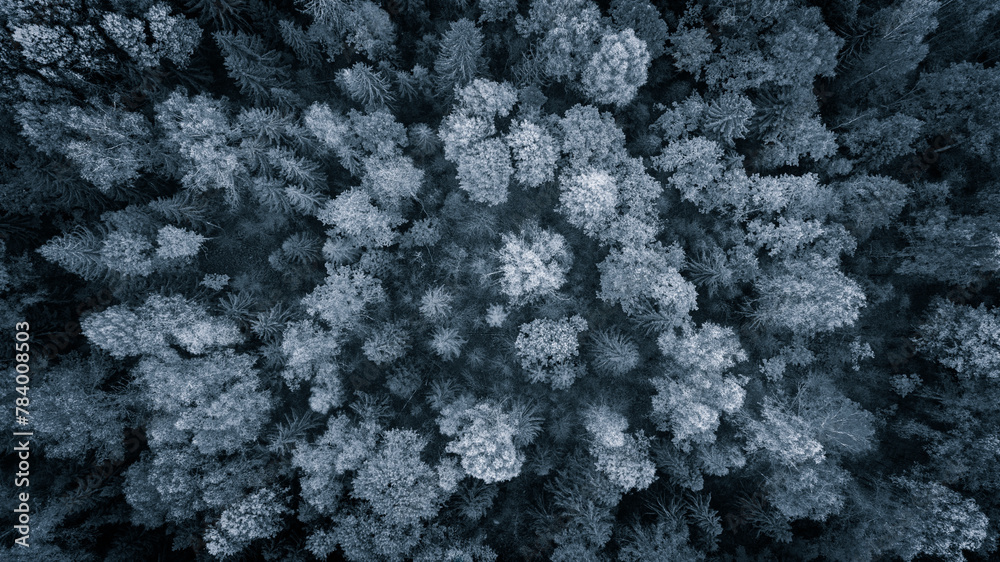 Poster a close up of a forest with trees that are mostly white. the trees are covered in snow and the sky i
