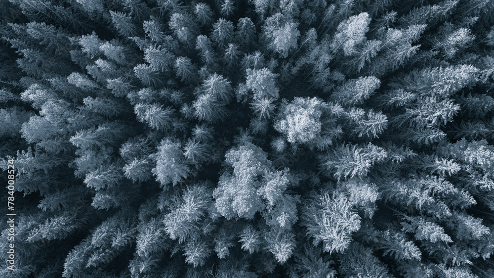 Poster a close up of a forest with trees that are mostly white. the trees are covered in snow and the sky i