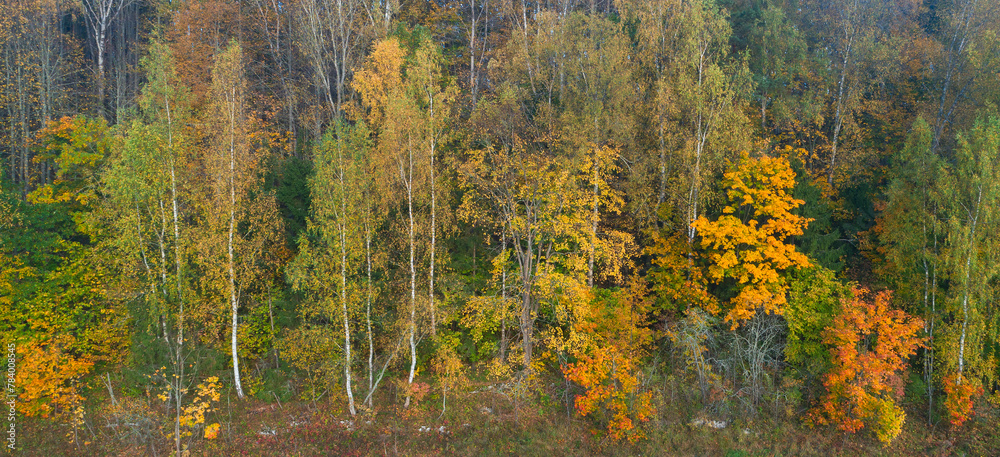 Poster A forest with trees that are yellow and brown. The trees are in a field and there is a lot of space between them
