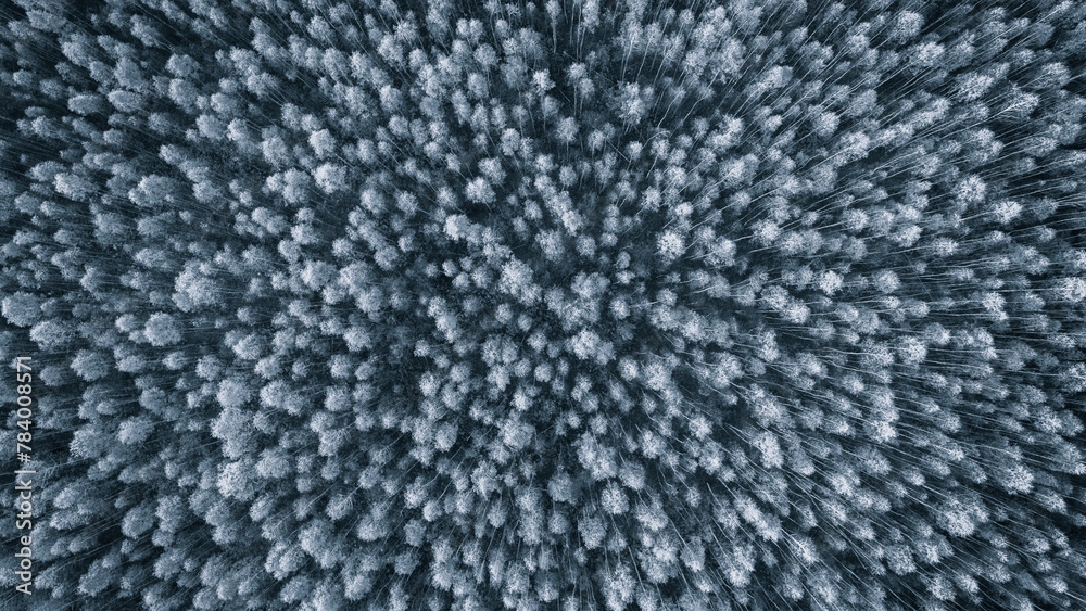 Poster a close up of a forest with trees that are mostly white. the trees are covered in snow and the sky i