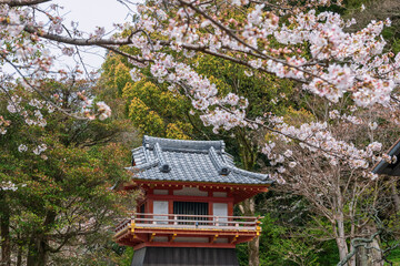 white sakura blossom at Dazaifu Tenmangu Shrine, Fukuoka