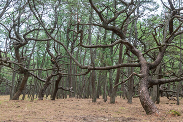 Niji no Matsubara pine grove forest in Karatsu, Saga