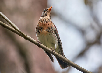 A mountain thrush sits on a tree branch.