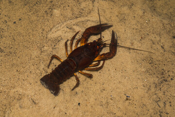Crayfish in the pond water, close-up photo at night.