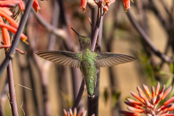 Close up of an Anna's hummingbird with outstretched wings, perched on an aloe flower stalk.