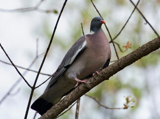 A wood pigeon sits on a tree branch.