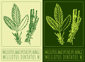 Vector drawing MELILOTUS BRACHYSTACHYS BUNGE. Hand drawn illustration. The Latin name is MELILOTUS DENTATUS W © Nataliia