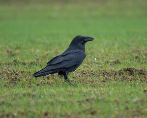 The common raven (Corvus corax) close-up.