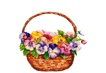 Fototapeta na wymiar Watercolor illustration with basket and pansies. For printing on clothes, shopping bags, postcards, invitations. Vintage