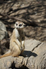 Meerkat