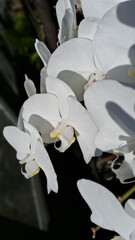 A bunch of Pure white Moth Orchids, looking from a slightly side-view and look like they are about to fly.