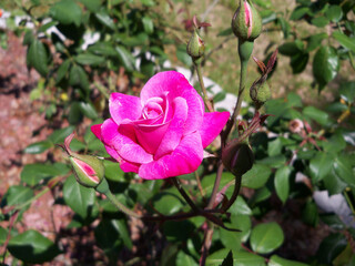 Perfect pink rose blooms in the garden