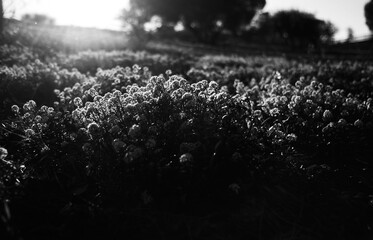 Nature at sunset rays of the sun black and white vibe mood - obrazy, fototapety, plakaty