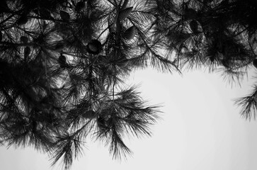 Coniferous forest black and white mood vibe