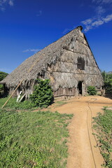 Fototapeta na wymiar Bohio hut, vernacular agricultural cabin of palm tree trunks and leaves based on the houses of the native inhabitants of the island. Vinales-Cuba-170