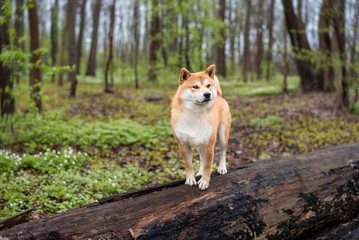Naklejka na ściany i meble Red shiba inu dog is standing on the fallen tree in the forest on spring day