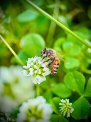 Bee on a flower