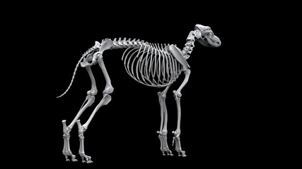 Full wolf skeleton in standing pose - back view