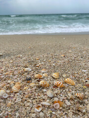 Close-up low angle view of group of small seashells lying on sandy beach in a cloudy day on tourist resort. Sea wave in the background. Soft focus. Copy space. Sea travel theme.