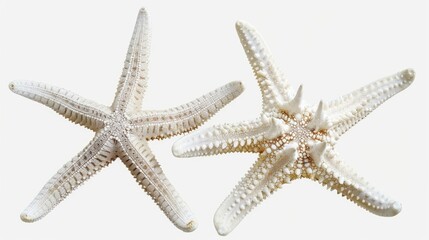 Fototapeta na wymiar Two white starfish sitting side by side. Perfect for beach-themed designs and ocean-related projects