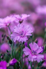 Obraz premium A close up of a bunch of pink flowers, perfect for floral designs