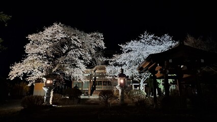 桜　ライトアップ　cherry blossom light up
