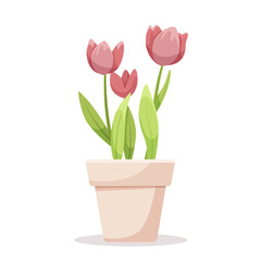 Pink tulips in a clay pot, vector illustration on a white background, concept of spring and nature. Vector illustration