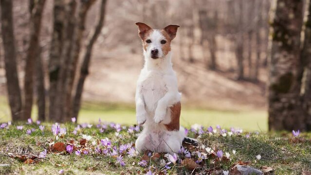A contemplative Jack Russell Terrier dog sits amidst a carpet of spring crocuses in a woodland clearing. The scene captures a moment of calm in the vibrant, floral woods