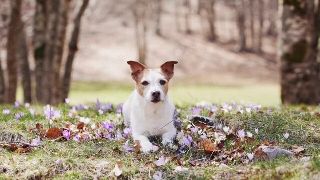 A contemplative Jack Russell Terrier dog sits amidst a carpet of spring crocuses in a woodland clearing. The scene captures a moment of calm in the vibrant, floral woods