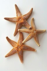 Fototapeta na wymiar Three starfish sitting on a white surface, perfect for beach-themed designs