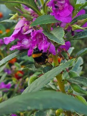 abejorro común europeo recolectando polen en flor alegría de la casa