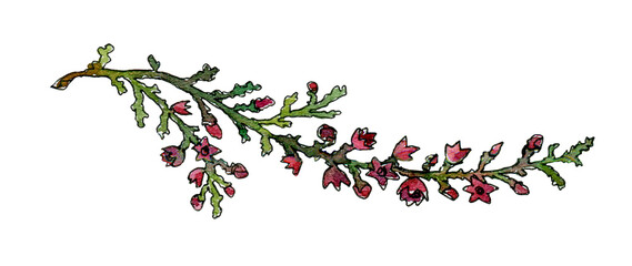 hand drawn watercolor Branch of blooming heather with purple flowers clipart. wild flower and herbs design floral element isolated on white  - obrazy, fototapety, plakaty