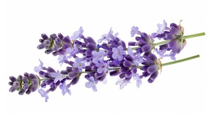 Lavender flowers isolated