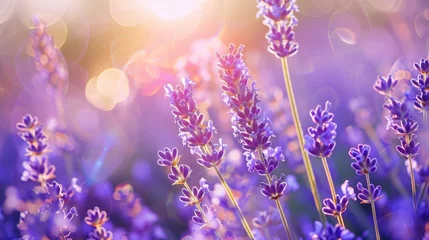 Foto op Plexiglas Lavender flowers field in summer. Selective focus in the front, shallow dof. © Nicat